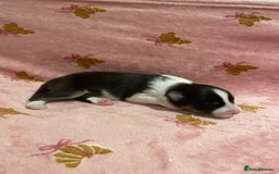 Australian Shepherd dogs for sale: Exceptional Australian Shepherd Puppies - Image 25