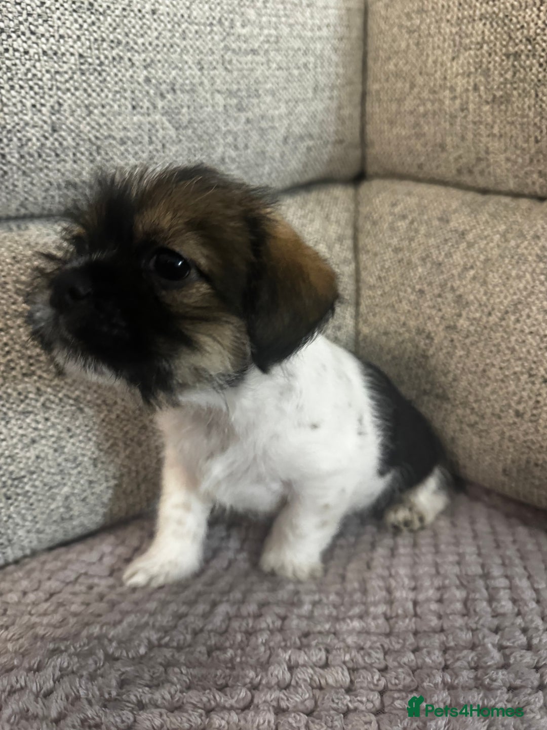 Mixed Breed dogs for sale: Shih Tzu cross patterdale pups - Advert 17