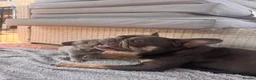 French Bulldog dogs for sale: French bulldog puppies last girl left  - Advert 1