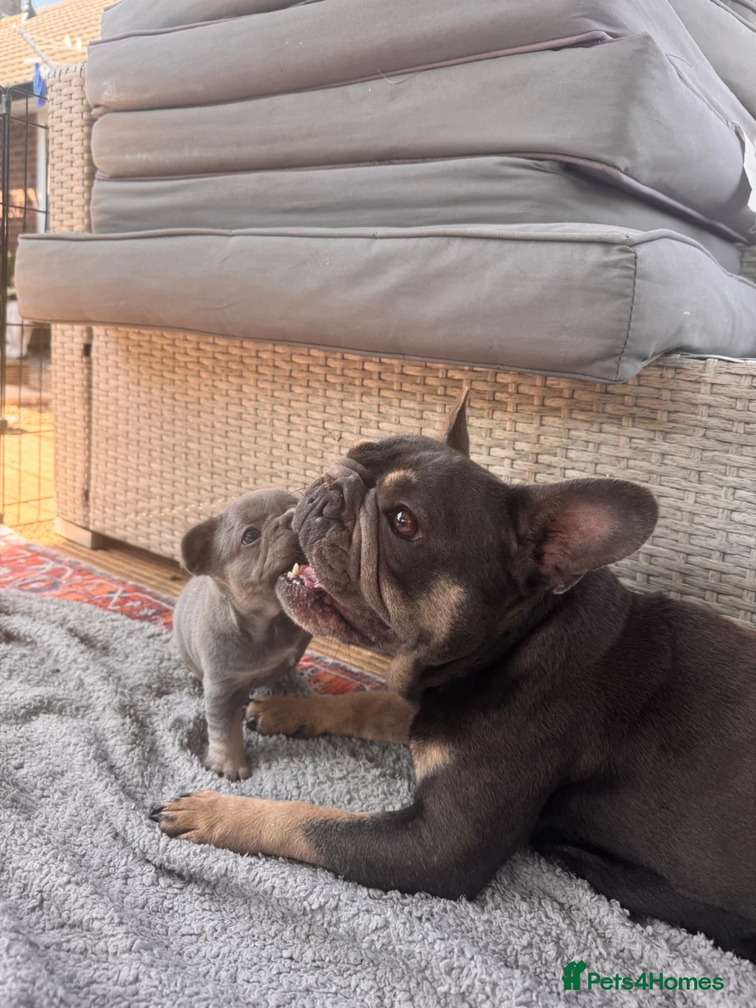 French Bulldog dogs for sale: French bulldog puppies last girl left  - Advert 1