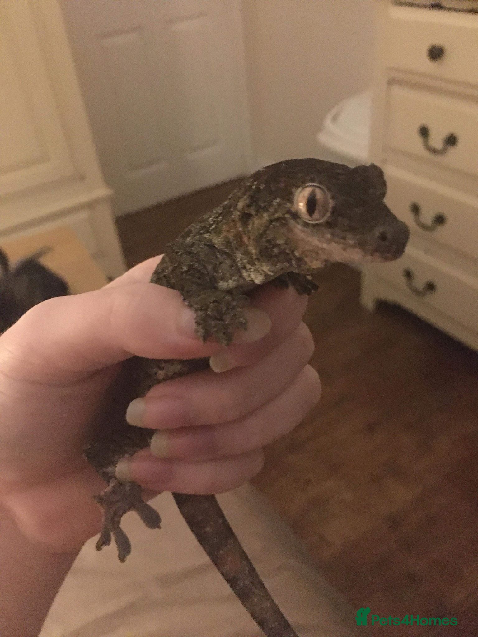 Gecko reptiles chahoua with full setup - Advert 1