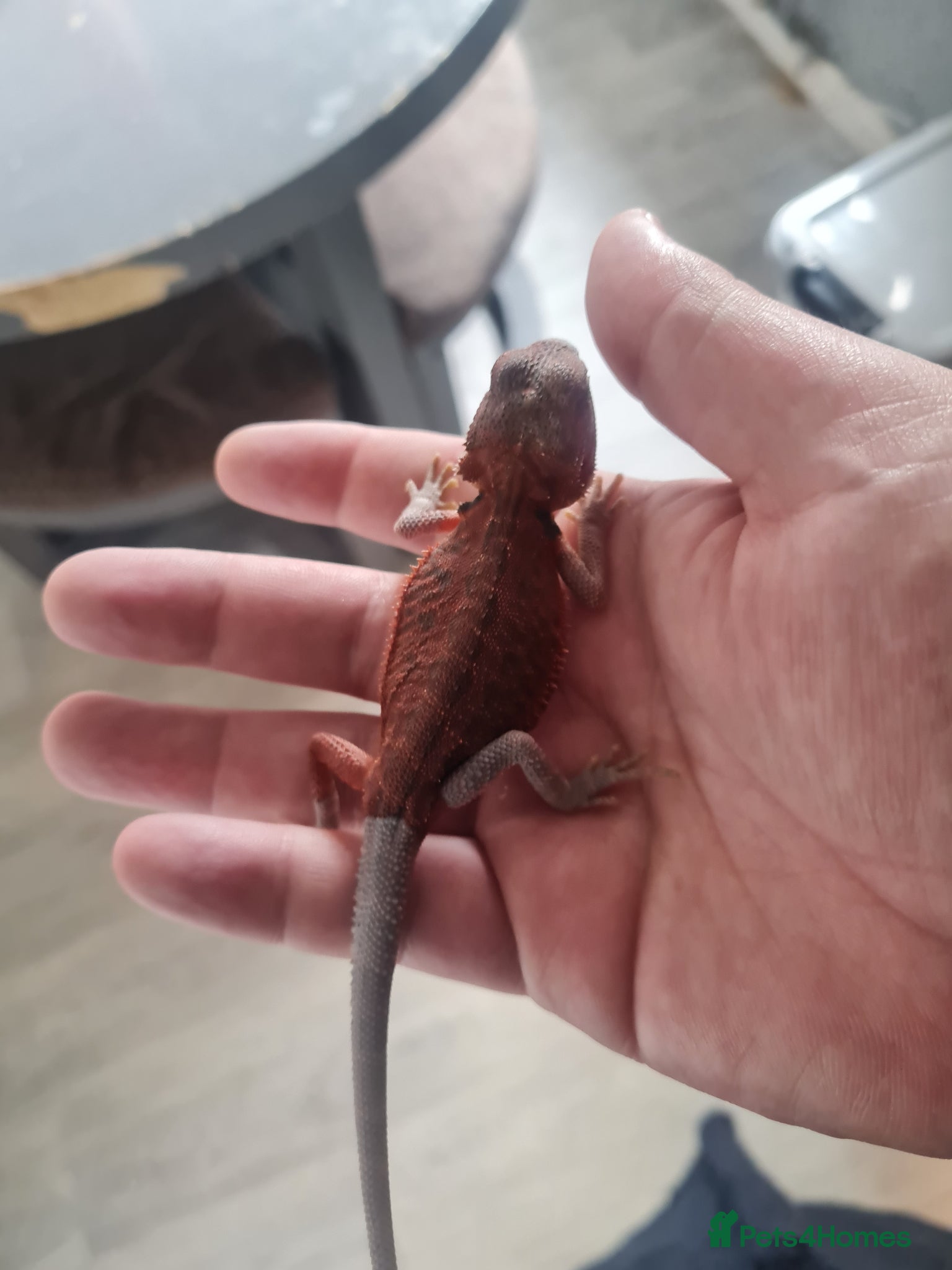 Bearded Dragon reptiles Bearded dragons for sale  - Advert 8