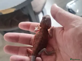 Bearded Dragon reptiles Bearded dragons for sale - Advert 8