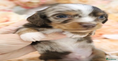 Miniature Dachshund dogs KC Miniature Dachshund Puppies- LONGHAIR - Advert 16