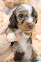 Miniature Dachshund dogs KC Miniature Dachshund Puppies- LONGHAIR - Advert 16