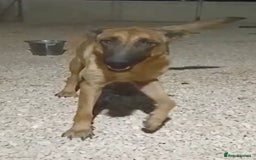 Mixed Breed dogs for adoption: 💖Hope and a Bright Future for DAMA - Image 4