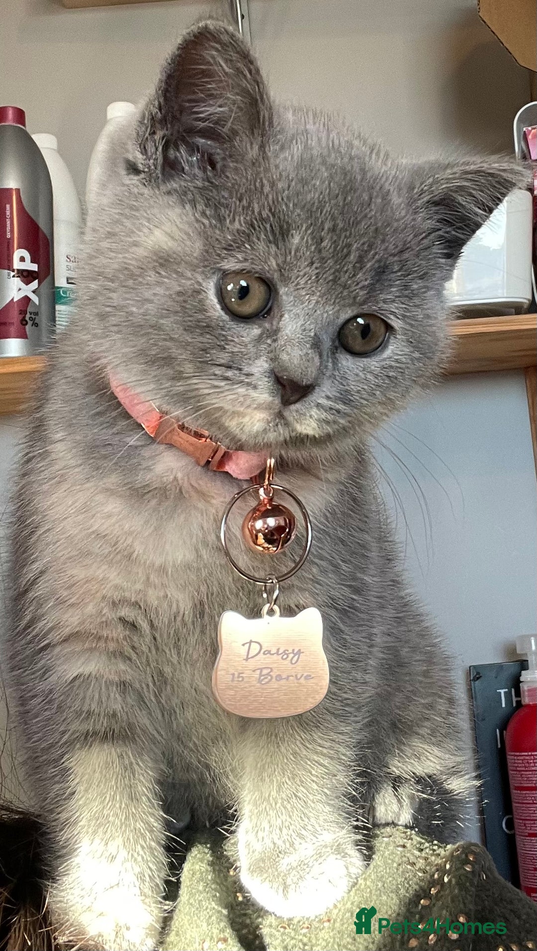 British Shorthair cats for sale: Female pure British shorthair kittens - Image 20