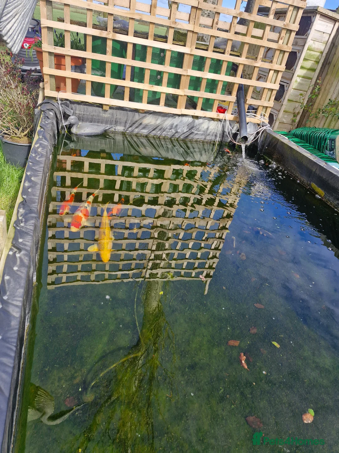 Koi Carp fish for sale: Beautiful koi carp - Advert 8