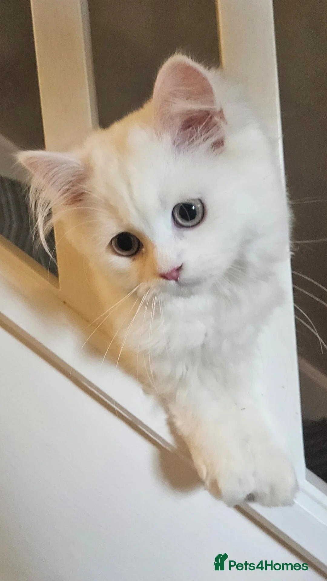 British Shorthair cats for sale: British Shorthair & Longhair Kittens - Advert 2
