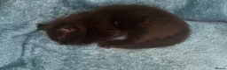 Mixed Breed cats for sale: Ready now half bengals  in Watford - Advert 4