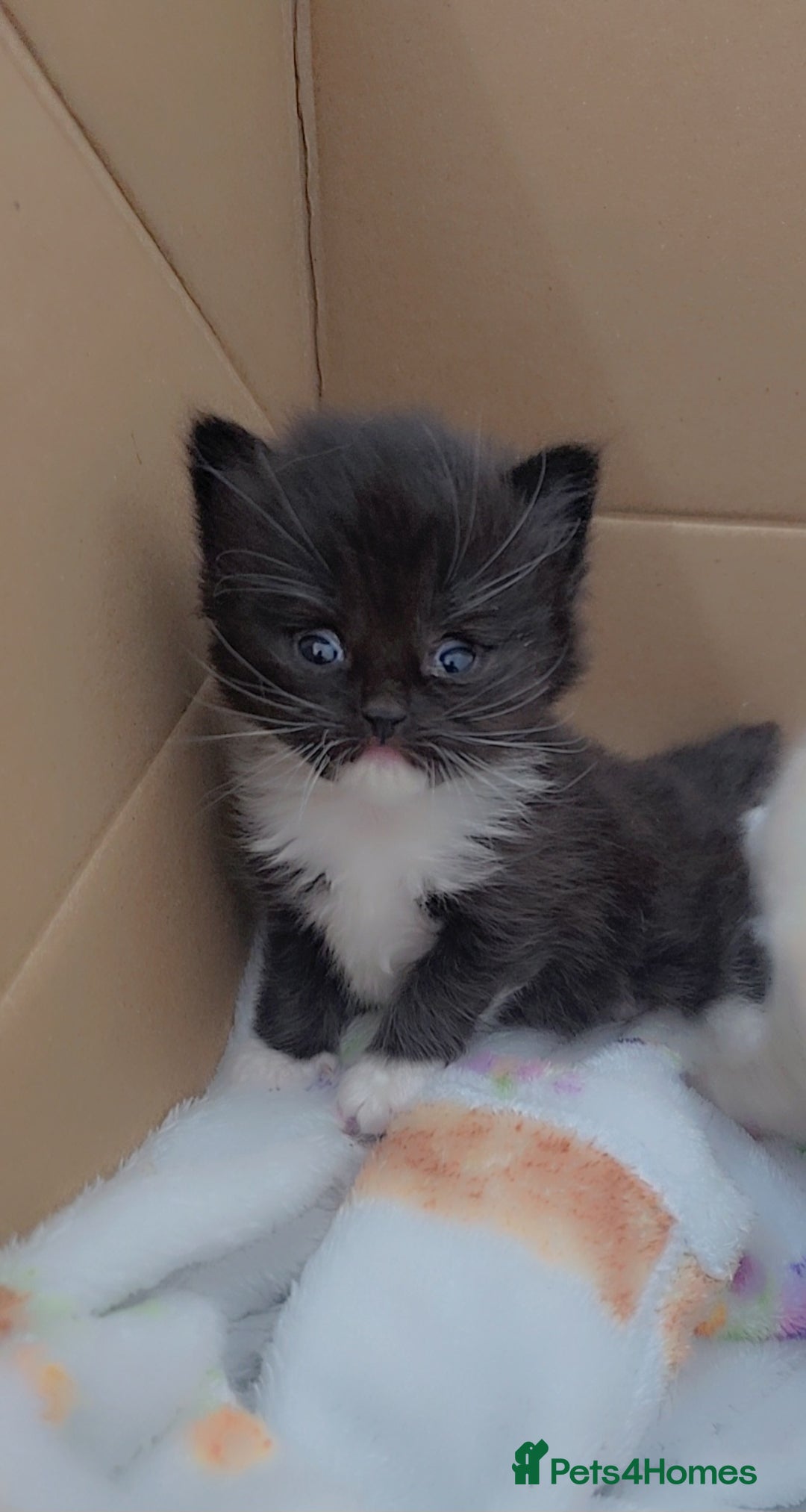 Maine Coon cats for sale: Mainecoon/ragdoll  - Advert 6