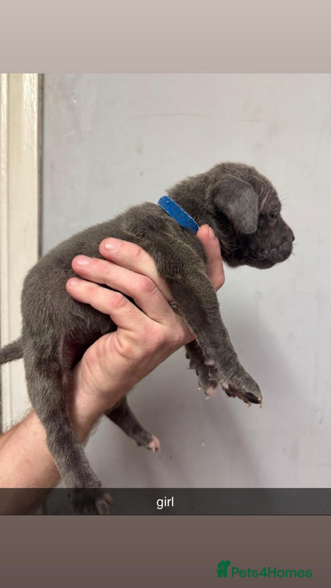 Cane Corso dogs for sale: 12 beautiful Blue cane corso pups - Image 9