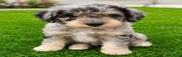 Schnoodle dogs for sale: Rare Schnoodle Babies - Advert 2