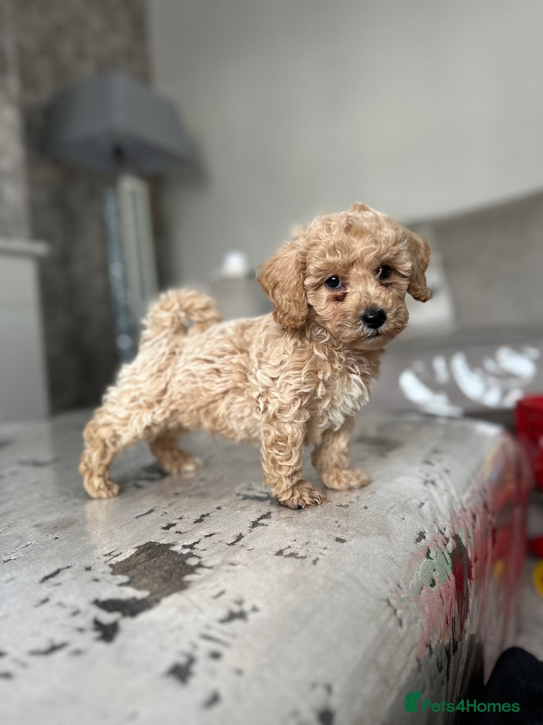 Poochon dogs for sale: F1 Poochon Puppies - 1 boy left - Image 3