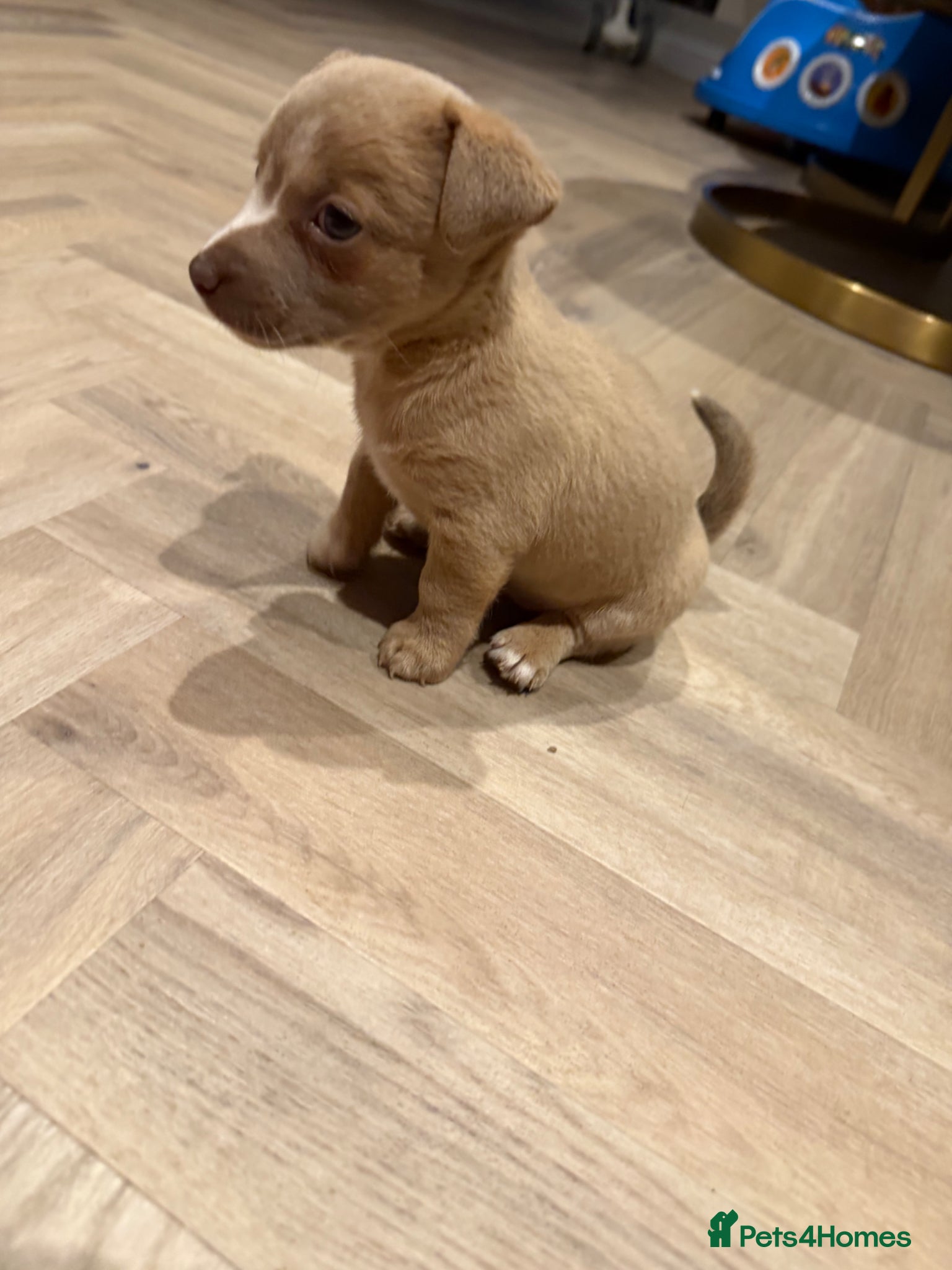 Jack Russell dogs Jack Russell puppy’s  - Advert 14