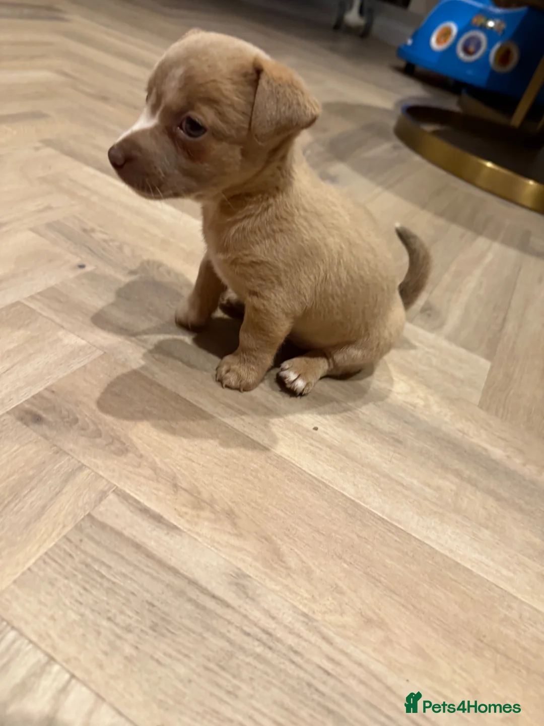 Jack Russell dogs for sale: Jack Russell puppy’s  - Advert 2
