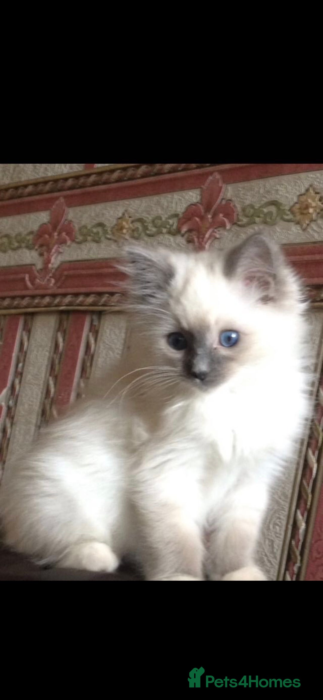 Ragdoll cats for sale: TICA REGISTERED KITTENS/Active - Advert 25