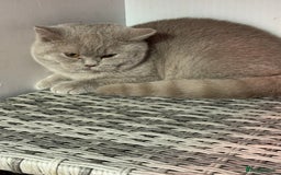 British Shorthair cats for sale: 1 left Stunning British shorthair kittens - Image 12