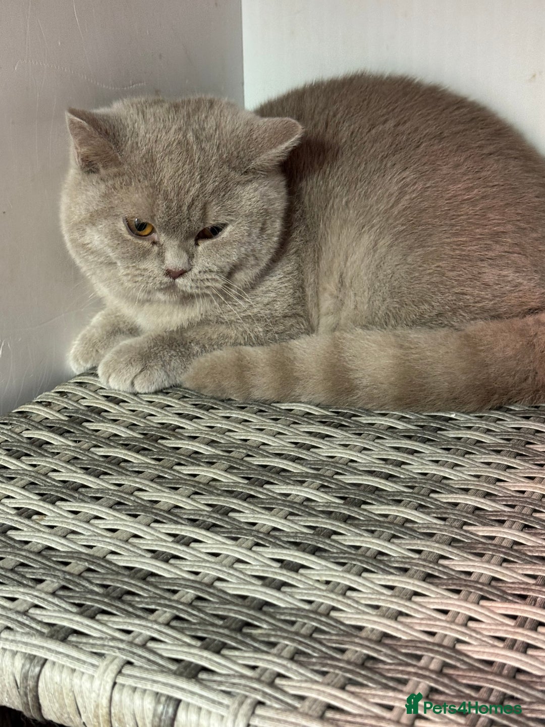 British Shorthair cats for sale: 1 left Stunning British shorthair kittens - Image 12