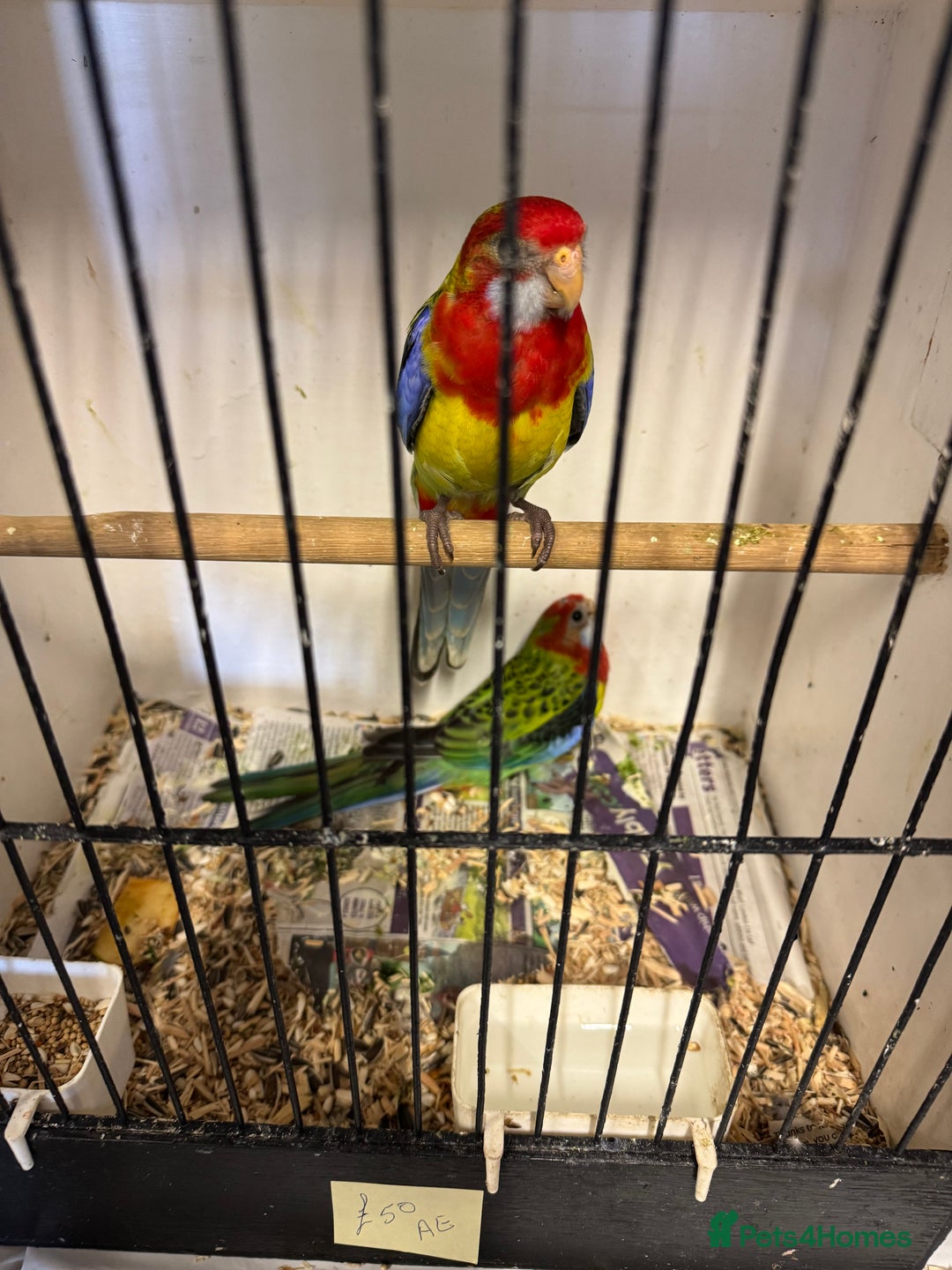 Parakeets birds for sale: Rosella and Lovebird for sale - Image 3
