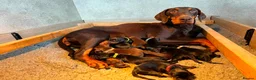 Dobermann dogs for sale: KC  reg Dobermann puppies  - Advert 3