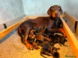 Dobermann 1 Red collar boy