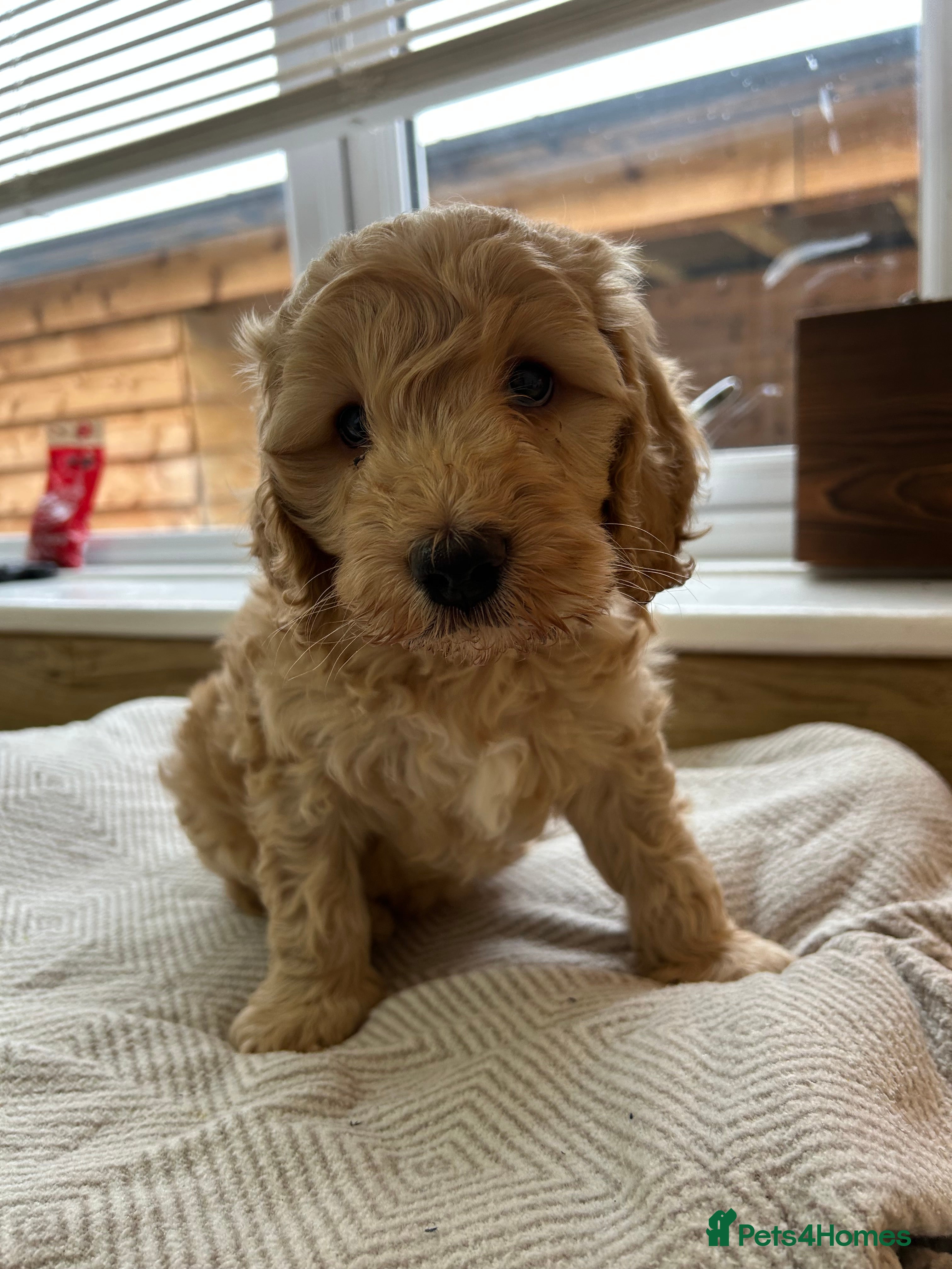 Cockapoo dogs Gorgeous cockapoo pup!  - Advert 8