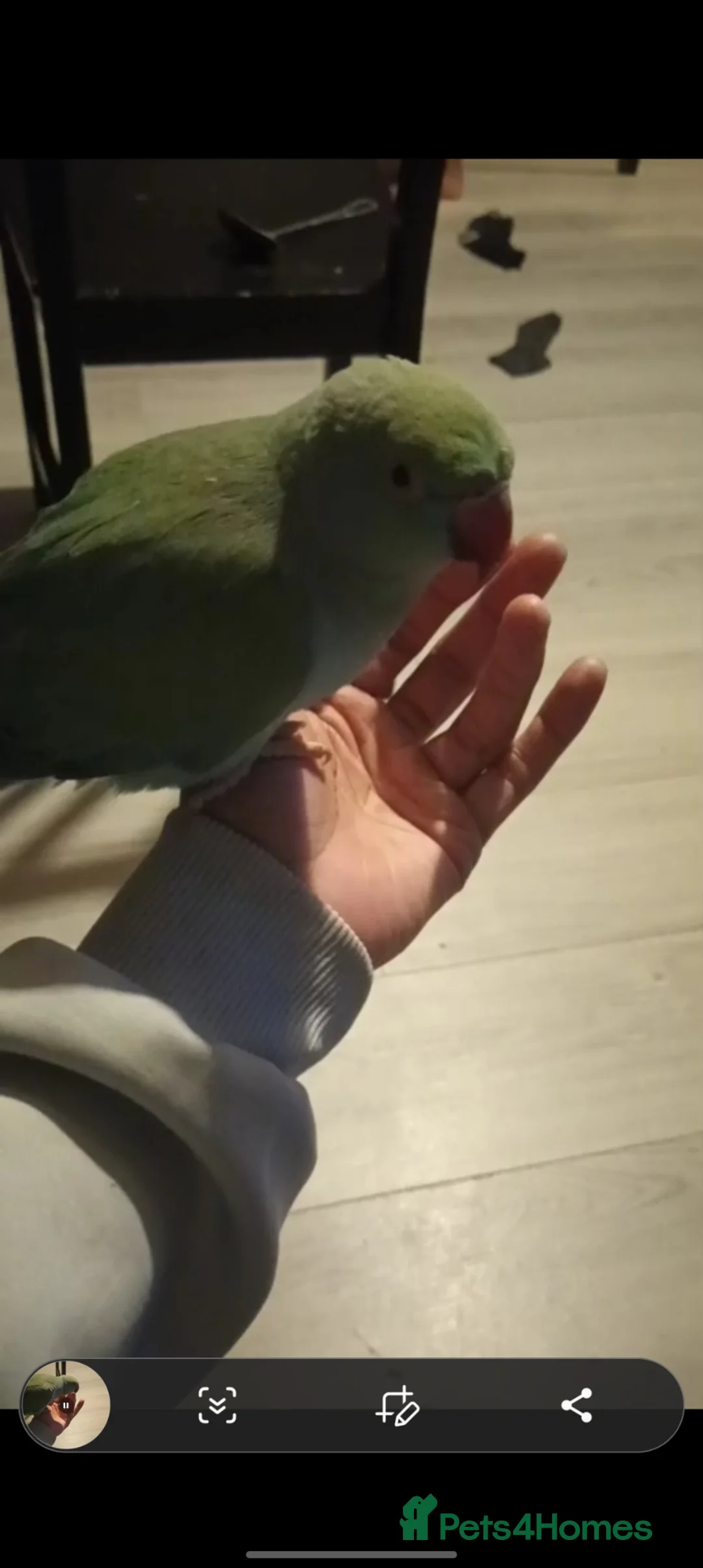 Ringnecks birds for sale: Indian ringneck 2years old - Advert 1