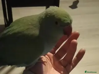 Ringnecks birds Indian ringneck 2years old - Advert 1