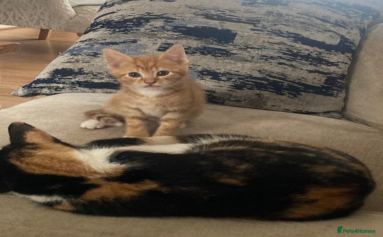 Mixed Breed cats - Advert 13