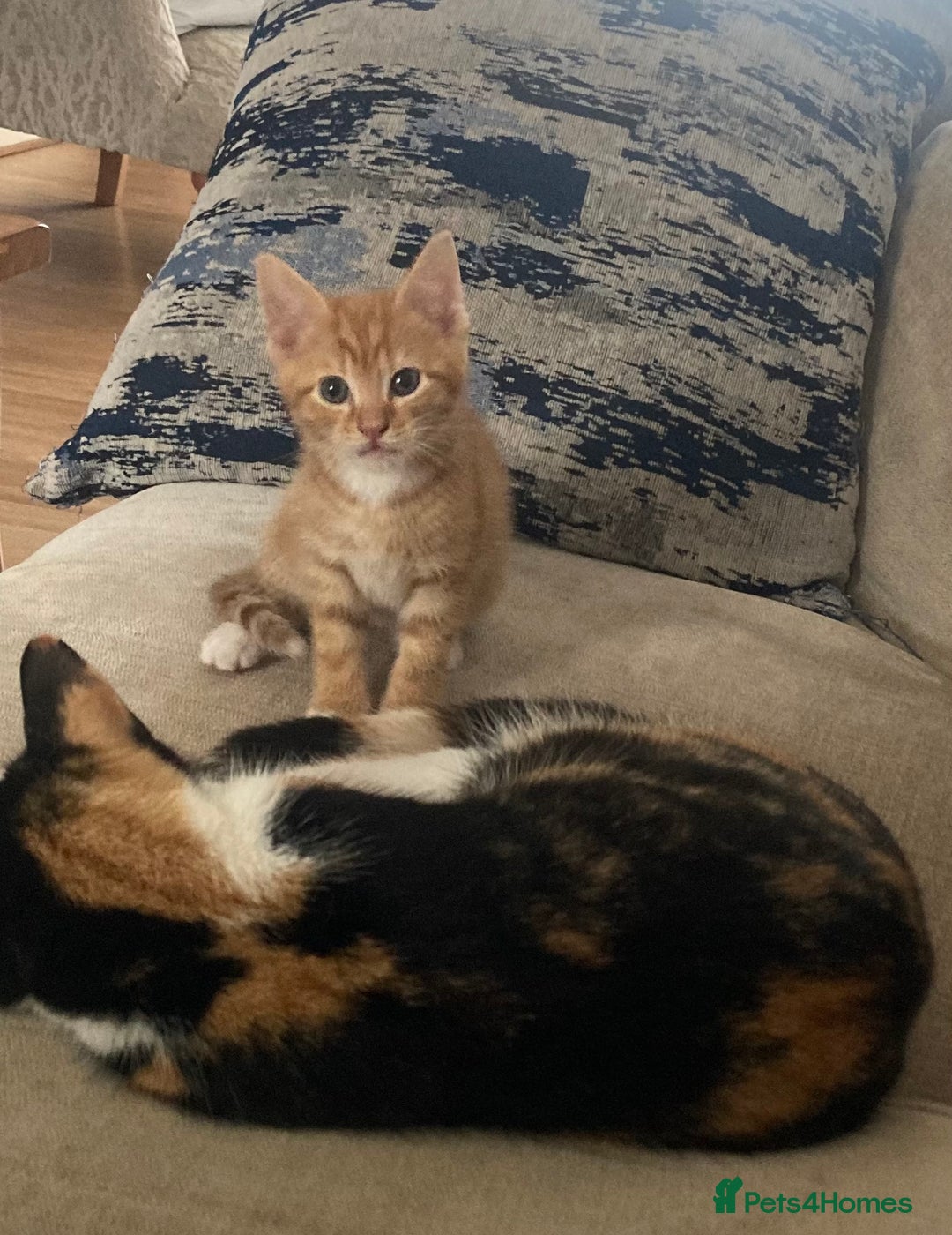 Mixed Breed cats for sale: Beautiful kittens - Image 1