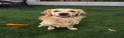 Golden Retriever dogs for sale: Golden Retriever puppy's  Ready to leave now  - Advert 6