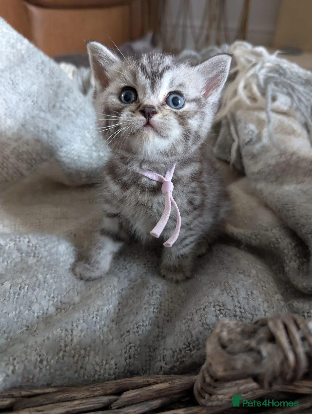 British Shorthair cats for sale: Full British shorthairs  - Advert 13
