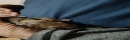 Degus rodents for sale: Degus in Royston - Advert 13