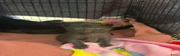 Mixed Breed cats for sale: Black kittens for sale - 2 boys & 1 girl  - Advert 11