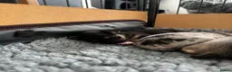 Chihuahua dogs for sale: Gorgeous Rare Pure Breed Chihuahua Puppies - Advert 26
