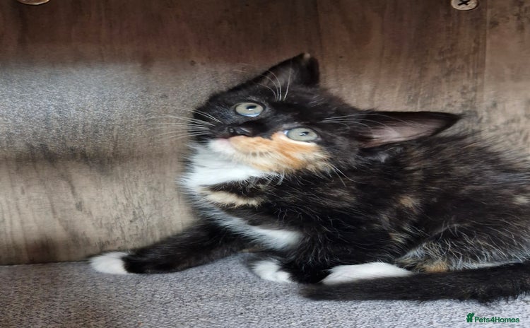 Mixed Breed cats - Advert 2