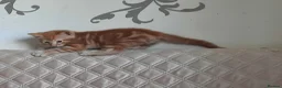 Mixed Breed cats for sale: Domestic playful kittens - Advert 13