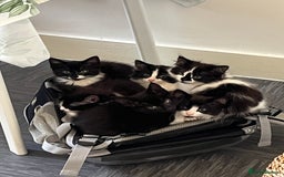 Mixed Breed cats for sale: 6 beautiful and playful kittens for sale SE London - Image 1