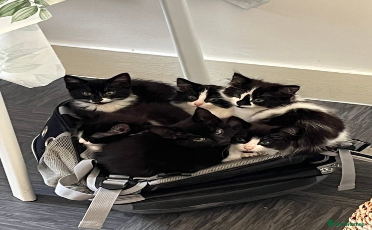 Mixed Breed cats - Advert 13