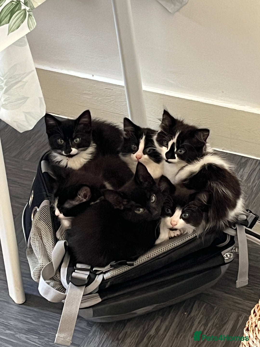 Mixed Breed cats for sale: 6 beautiful and playful kittens for sale SE London - Image 1