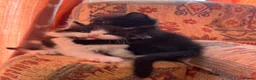 Mixed Breed cats for sale: 🐾 4 Male Kittens Looking for Loving Homes 🐾  - Advert 23