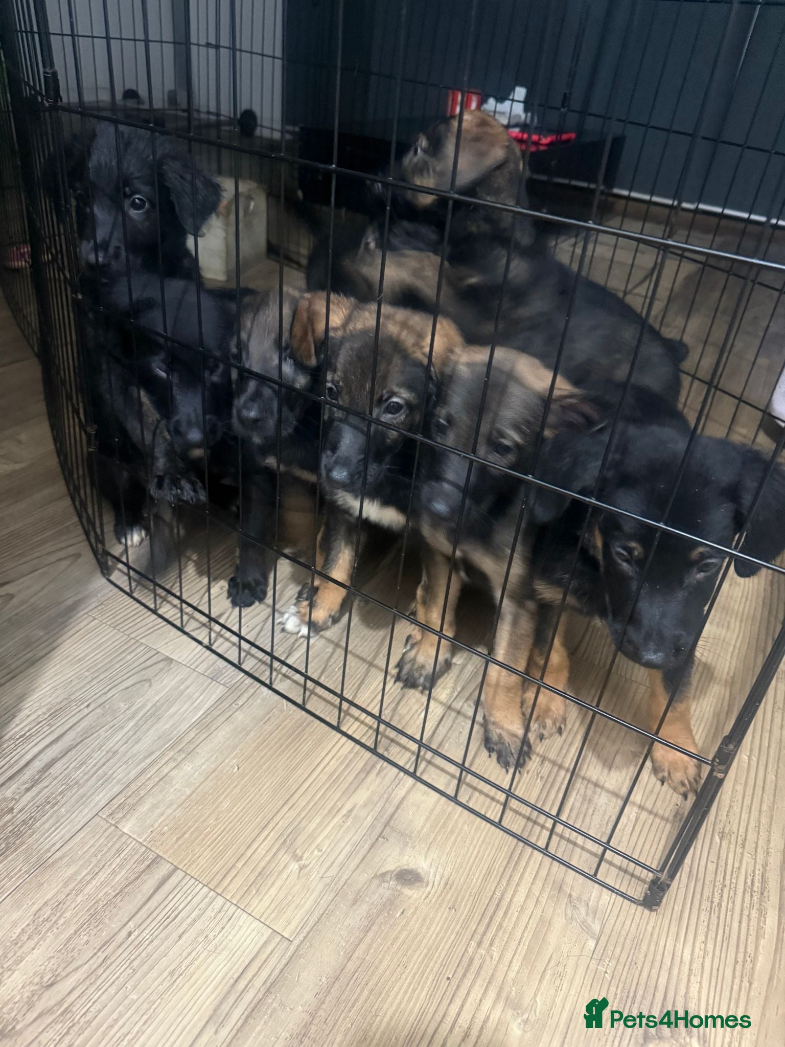 Mixed Breed dogs Puppies German Shepherd x Saluko x Dutch Harder - Advert 1