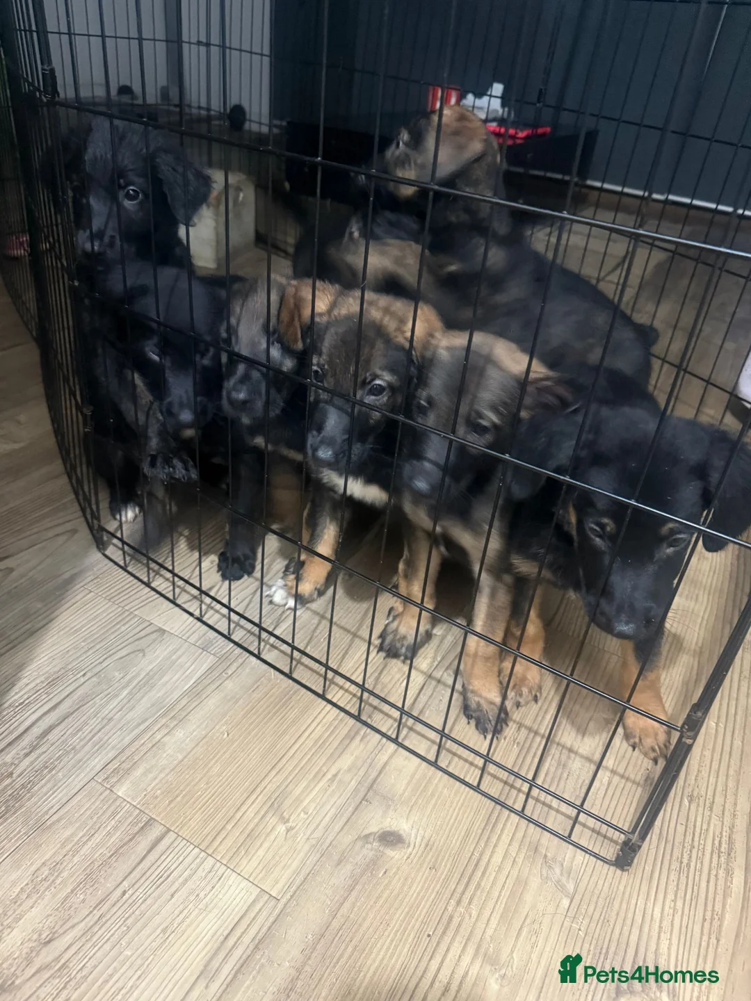 Mixed Breed dogs for sale: Puppies German Shepherd x Saluko x Dutch Harder - Advert 1