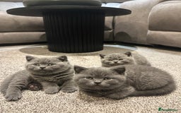 British Shorthair cats for sale: British blue shorthair kittens for sale - Image 8