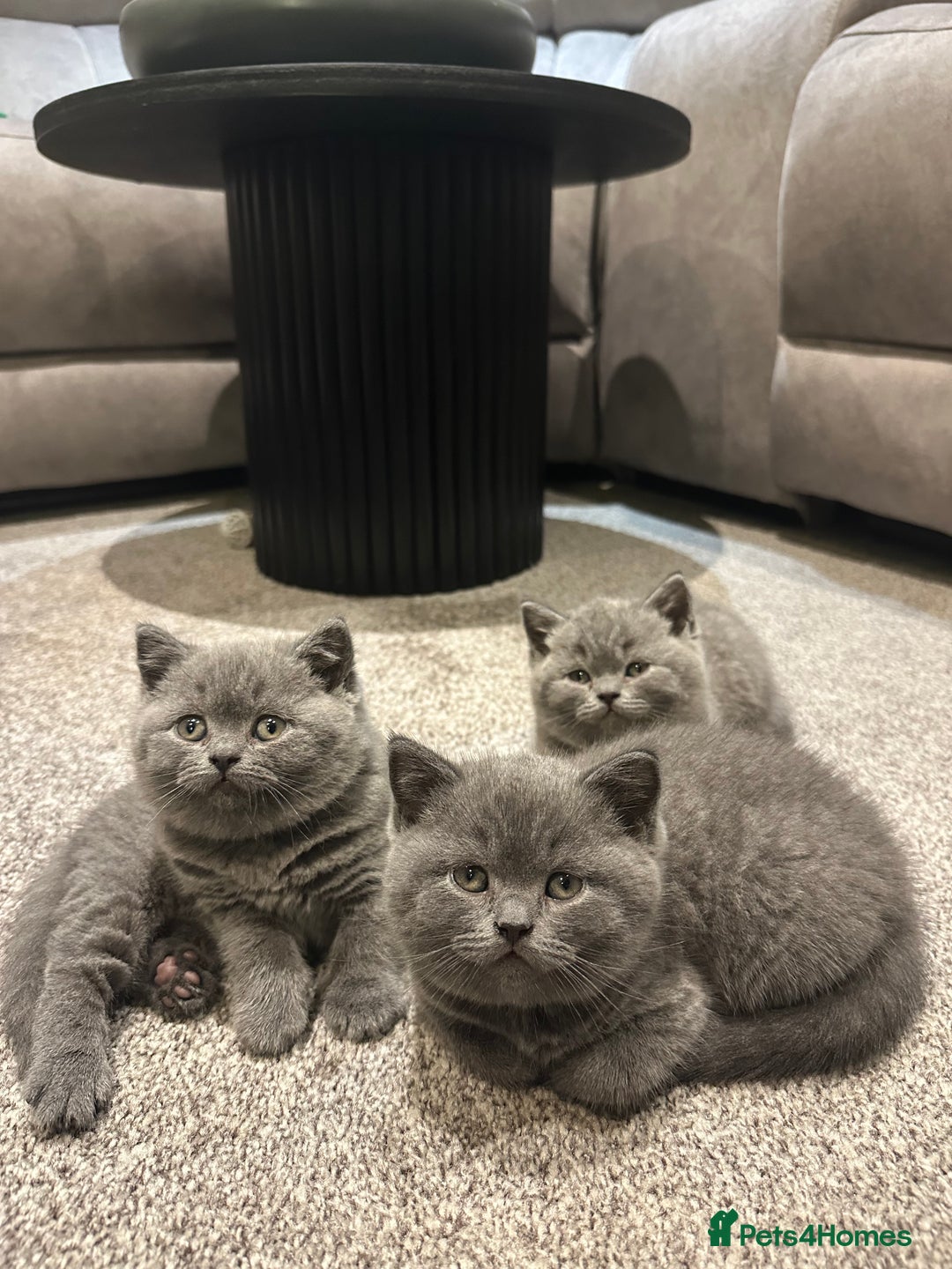 British Shorthair cats for sale: British blue shorthair kittens for sale - Image 8