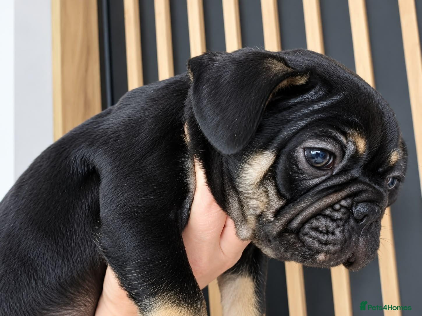 French Bulldog dogs Playful French Bulldog Puppies avaiable - Advert 9