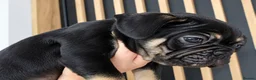 French Bulldog dogs for sale: Playful French Bulldog Puppies avaiable in Bromley - Advert 5