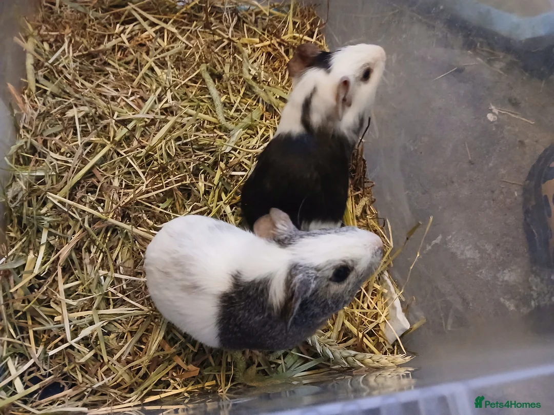 Guinea Pig rodents for sale: Baby Boar Guinea Pigs for sale. ( ready to leave) - Advert 1