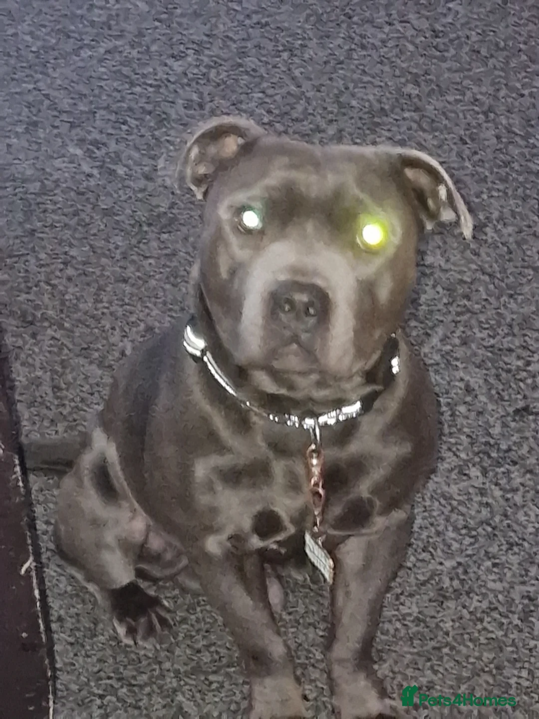 Staffordshire Bull Terrier dogs for stud: 3 year old blue staff needing home asap - Advert 5